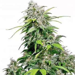 California Indica | Sementes de maconha feminizadas