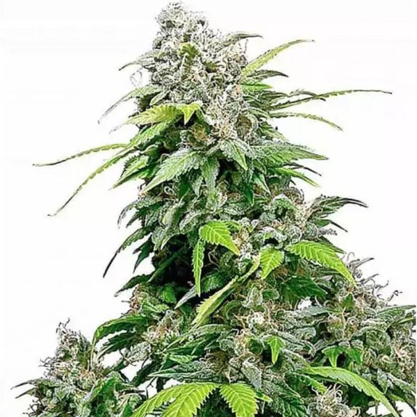 California Indica | Sementes de maconha feminizadas