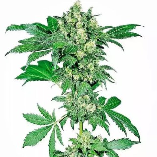 Afghani 1 feminizada por Sensi Seeds | A Afghani Indica por excelência.
