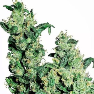 Jack Herer Feminizada Barata | Sementes de marijuana Feminizadas