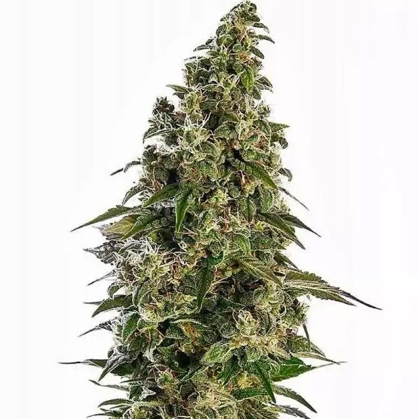 Afghani 1 Auto da Sensi Seeds |  Autoflorescente Indica 85%
