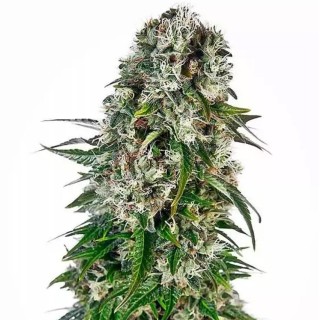 Big Bud Auto | Sementes de maconha Autoflorescentes
