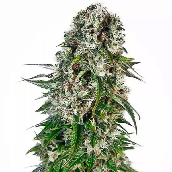 Big Bud Auto | Sementes de maconha Autoflorescentes