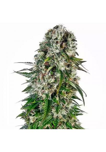 BIG BUD AUTO 1+1