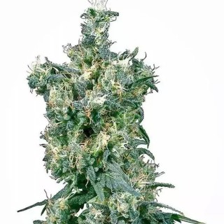 American Dream | Sementes de maconha Regulares