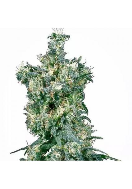 AMERICAN DREAM REGULAR