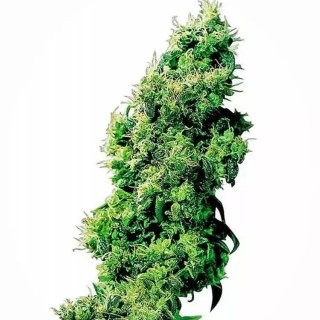 Four Way | Semillas de marihuana Regulares