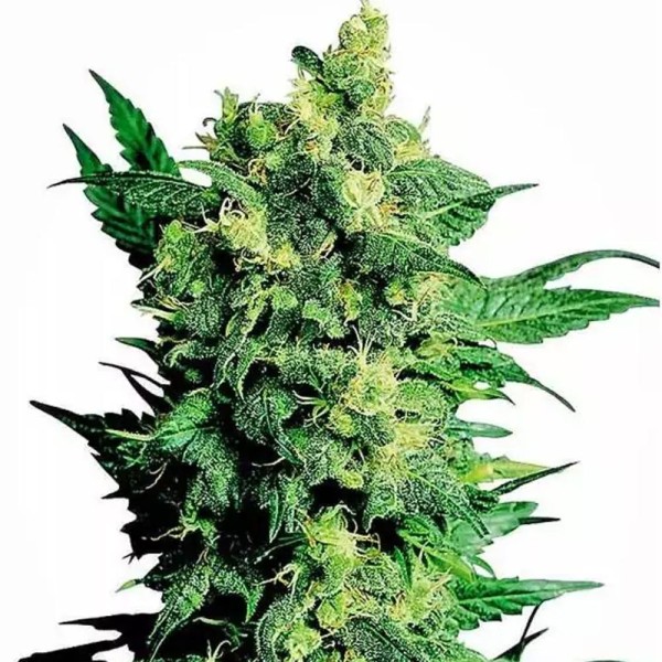 Shiva Shanti II | Sementes de maconha Regulares