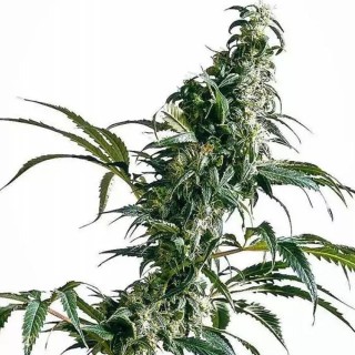 Mexican Sativa | Sementes de maconha Feminizadas