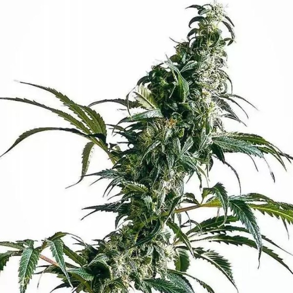 Mexican Sativa | Semillas de Marihuana Feminizadas