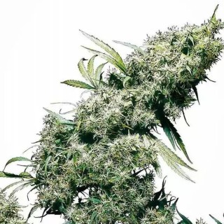 Jamaican Pearl | Sementes de maconha feminizadas