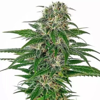 Early Skunk Automatic | Sementes de maconha Autoflorescentes
