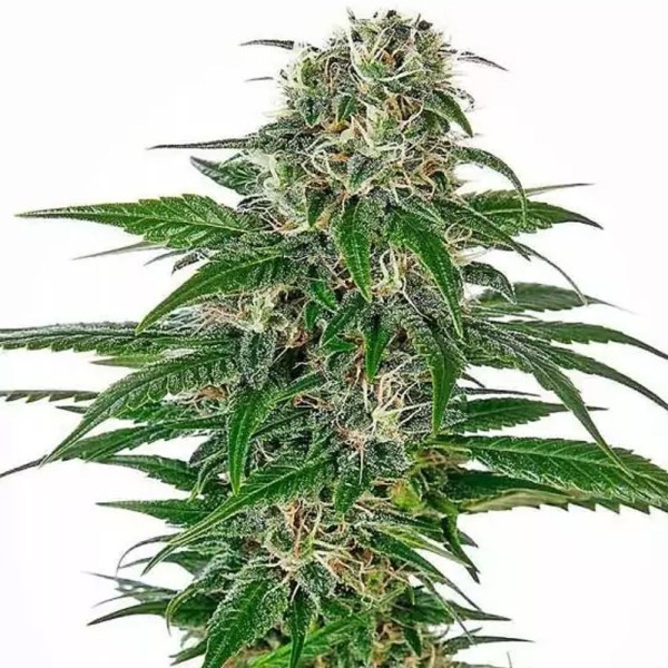 Early Skunk Automatic | Autoflowering Marijuana Seeds