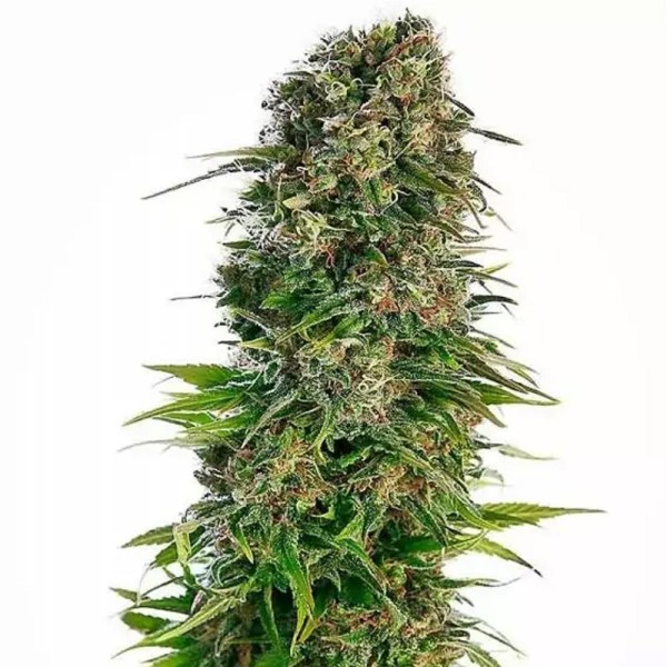 Hindu Kush Auto | Sementes de maconha autoflorescentes