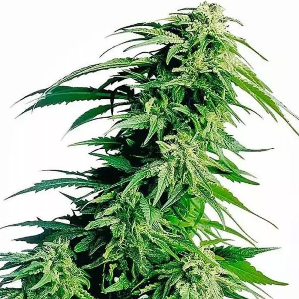 Hindu Kush Barata da Sensi Seeds | Sementes de marijuana Feminizadas