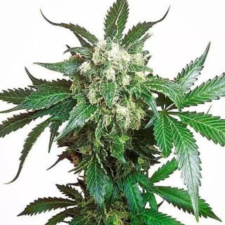 Black Domina | Sementes de maconha Feminizadas