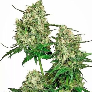 Maple Leaf Indica | Semillas de marihuana Regulares