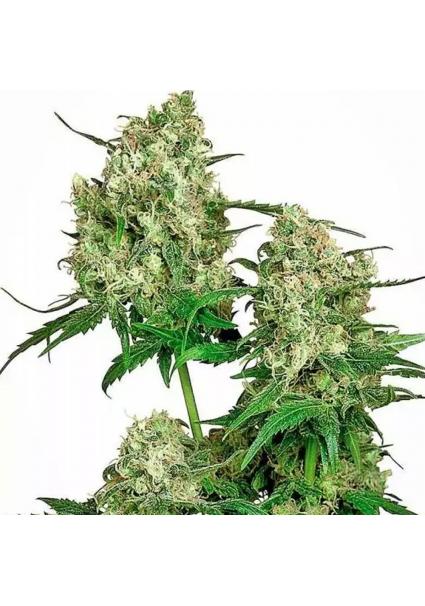 MAPLE LEAF INDICA REGULAR