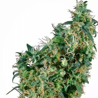 First Lady | Semillas de marihuana Regulares