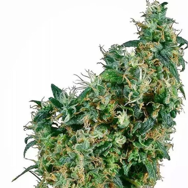 First Lady | Sementes de marijuana Regulares