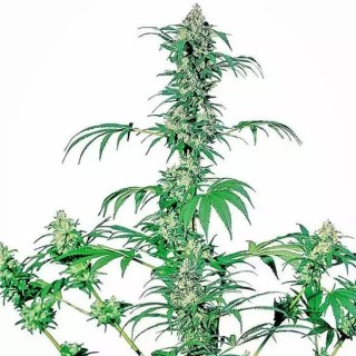 Early Girl Regular | Sementes de maconha Regulares