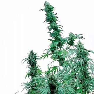 Early Skunk Regular | Semillas de marihuana Regulares