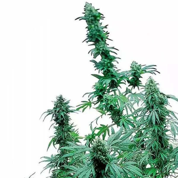 Early Skunk Regular | Sementes de maconha Regulares