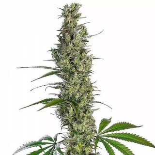 Eagle Bill Regular | Semillas de marihuana Regulares