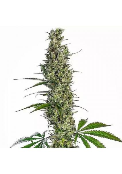 EAGLE BILL® REGULAR