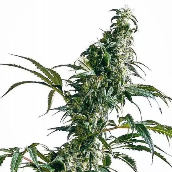 Mexican Sativa | Semientes de maconha Regulares