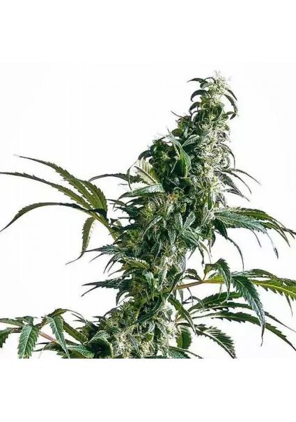 MEXICAN SATIVA REGULAR