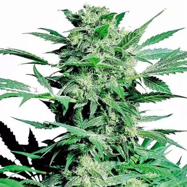Shiva Skunk | Feminized Marijuana Seeds