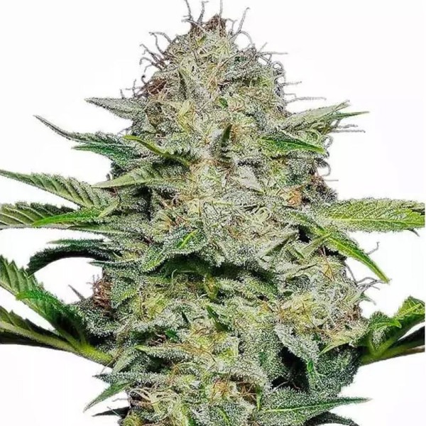 Sensi Skunk Automatic | Sementes de maconha Autoflorescentes