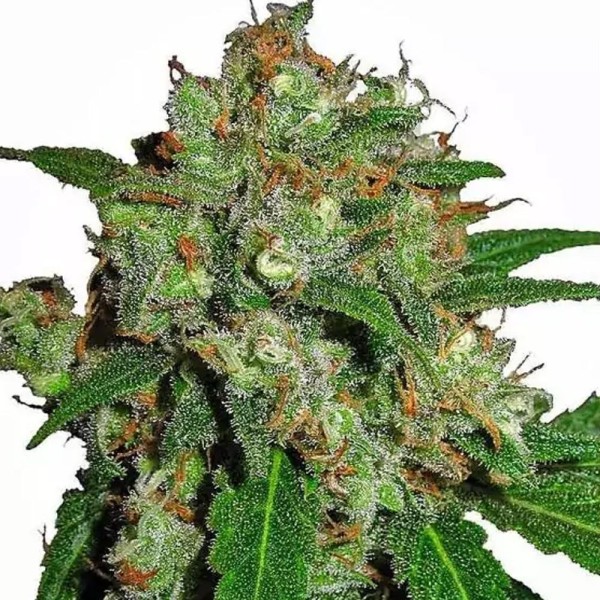 Sensi Skunk | Sementes de maconha Feminizadas