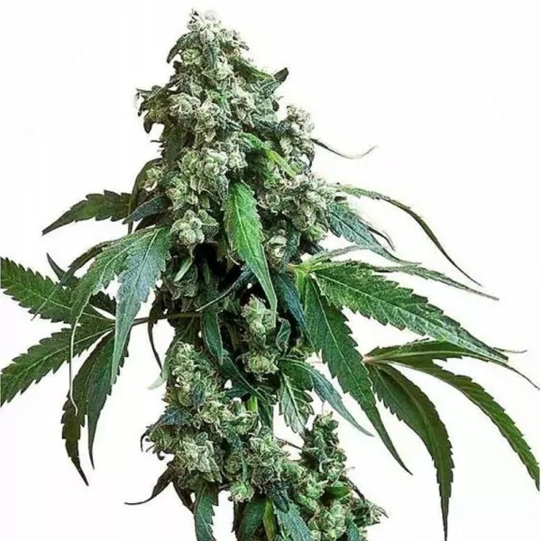 Jack Flash | Sementes Sensi Regulares