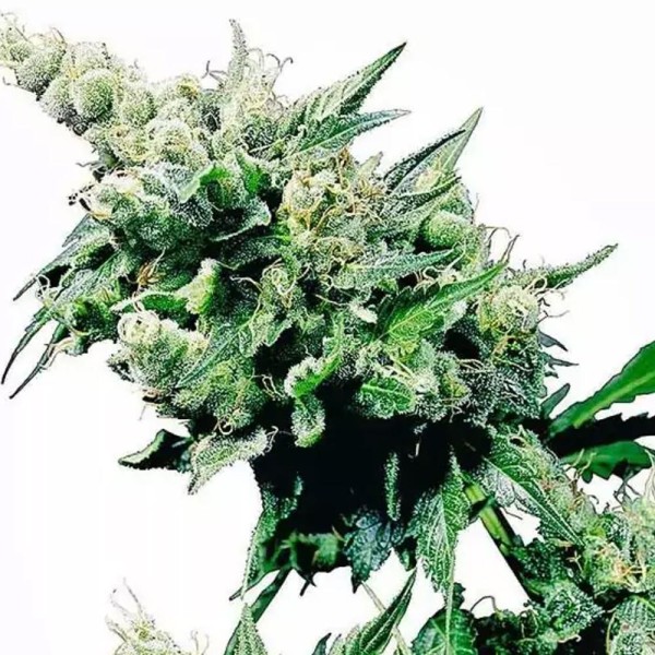 Hash Plant Regular | Regular Marijuana Seeds