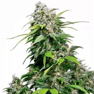 California Indica regular | Sementes de maconha Regulares