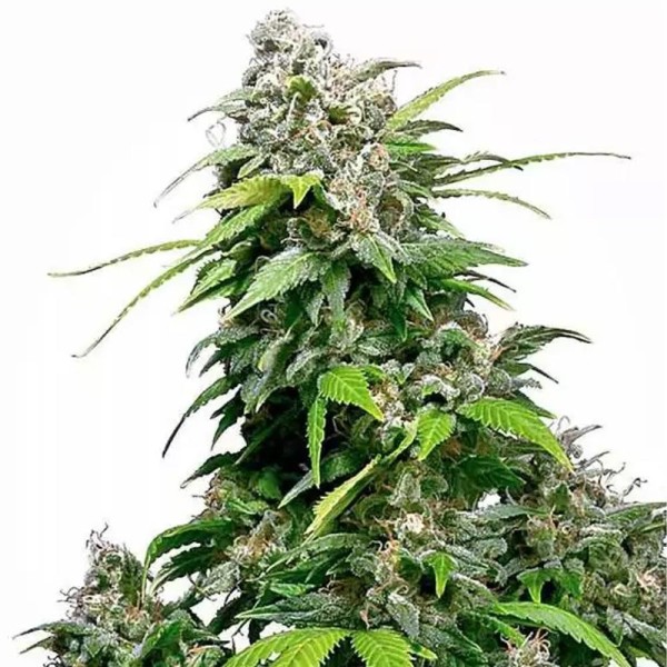 California Indica regular | Sementes de maconha Regulares