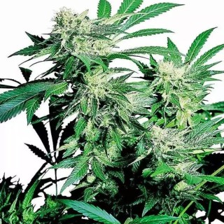 Skunk Kush regular | Sementes de maconha Regulares.