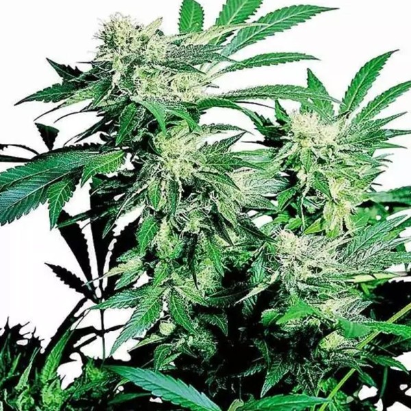 Skunk Kush regular | Sementes de maconha Regulares.