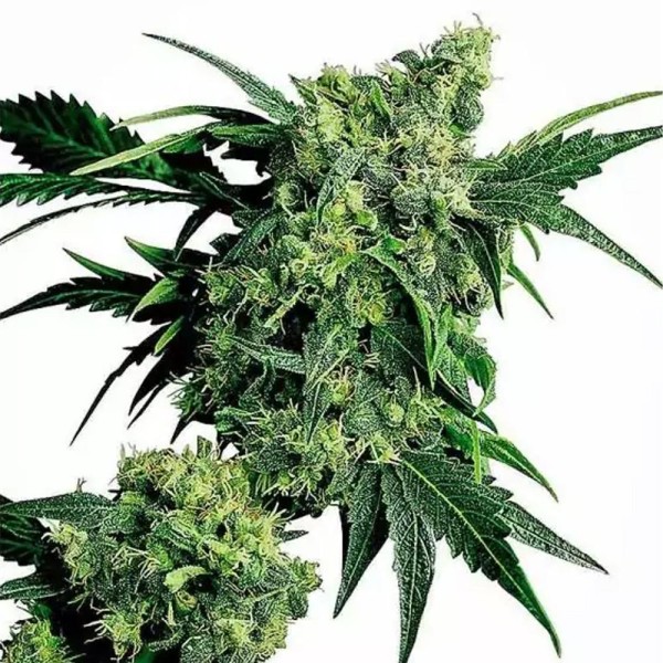 Mr. Nice G13 x Hash Plant Regular | Regular Marijuana Seeds