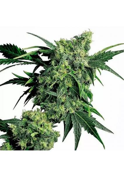 MR. NICE G13 X HASH PLANT...