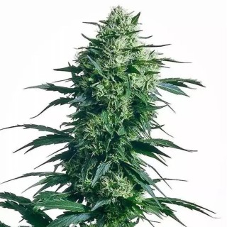 Mother's Finest regular | Semillas de marihuana Regulares