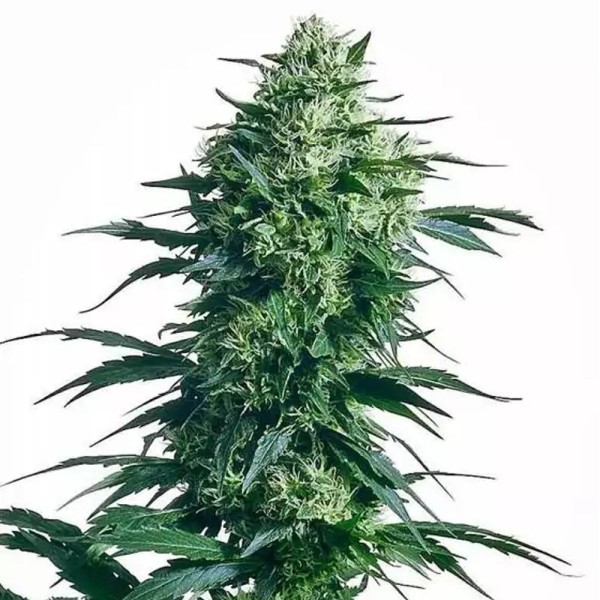 Mother's Finest Regular | Sementes de maconha Regulares