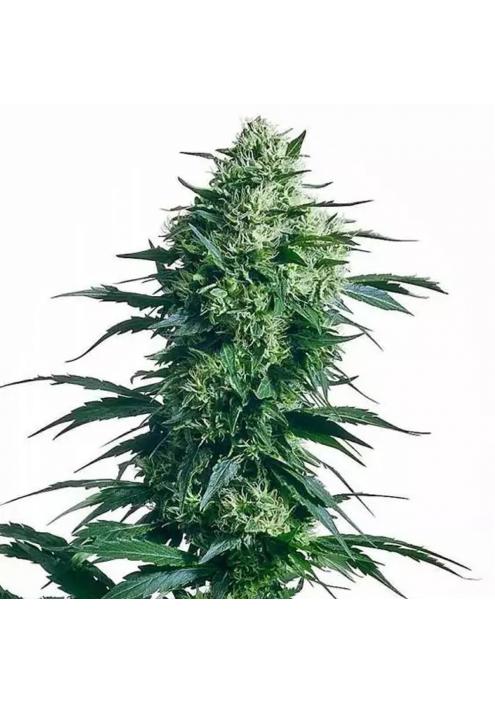 MOTHER'S FINEST REGULAR