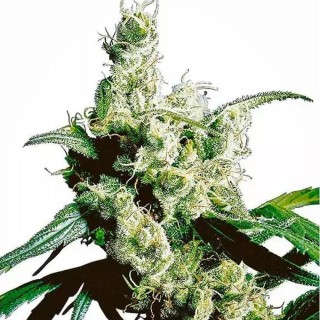 Silver Haze regular de Sensi Seeds | Semillas Regulares
