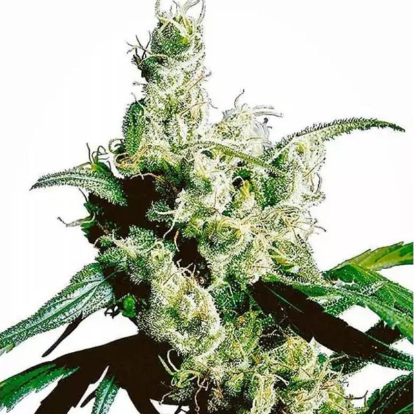 Silver Haze regular da Sensi Seeds | Sementes Regulares