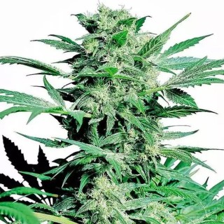 Shiva Skunk | Sementes de maconha Regulares