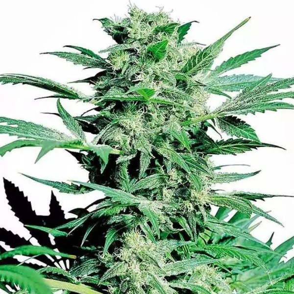 Shiva Skunk | Semillas de marihuana Regulares