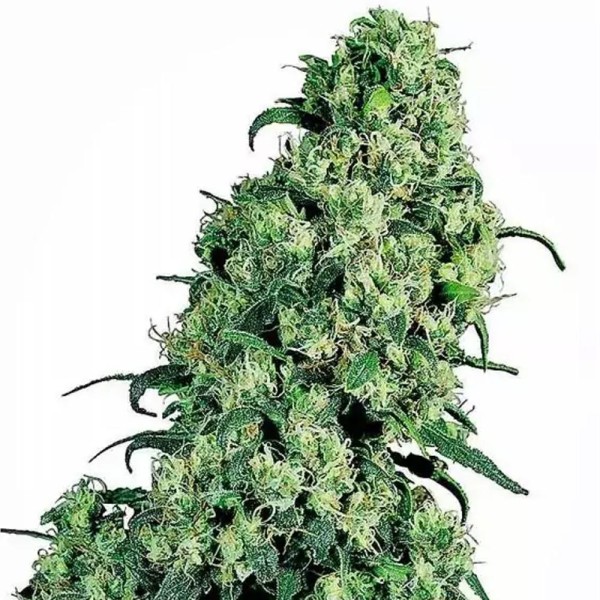 Skunk 1 Regular | Sementes de maconha Regulares